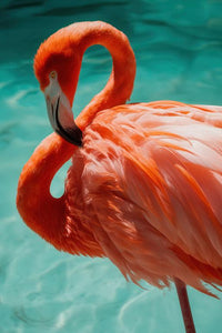 Flamingo Wall Art