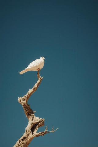 Dove Wall Art — wall art collection