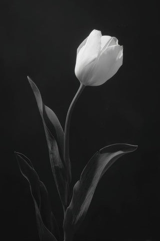 Tulip Wall Art — wall art collection