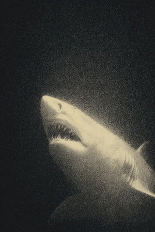 Sand Tiger Shark Wall Art — wall art collection