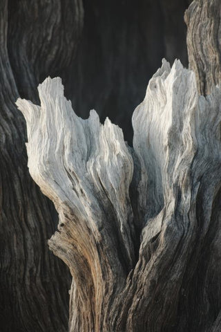 Savanna And Desert Trees Wall Art — wall art collection
