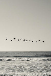 Pelican Wall Art