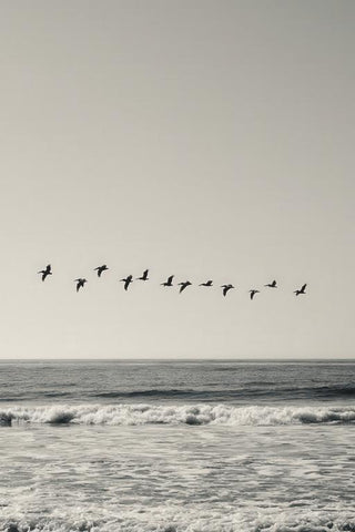 Pelican Wall Art — wall art collection