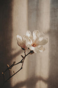 Magnolia Wall Art
