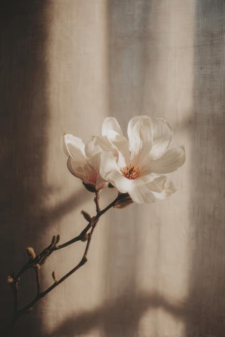 Magnolia Wall Art — wall art collection