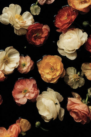 Ranunculus Wall Art — wall art collection