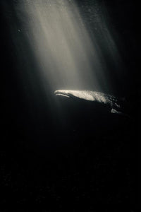 Shark Wall Art
