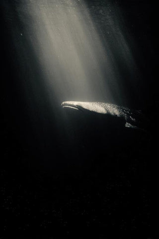 Shark Wall Art — wall art collection