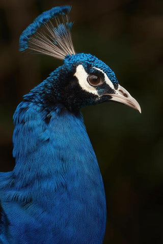 Peacock Wall Art — wall art collection