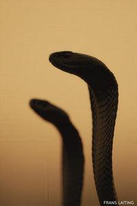 Cobra Wall Art