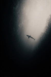 Blue Shark Wall Art