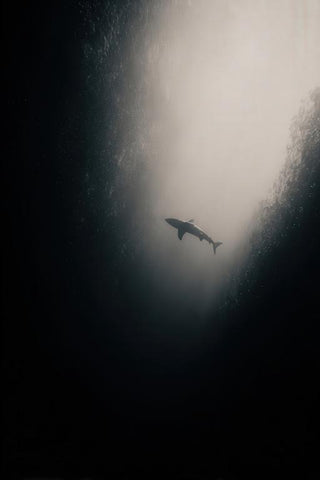 Blue Shark Wall Art — wall art collection