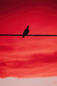 Pigeon Wall Art