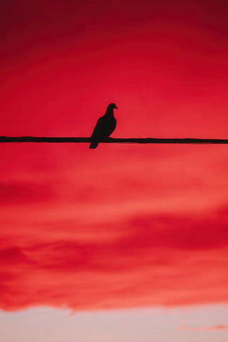 Pigeon Wall Art — wall art collection