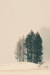 Pine Forest Wall Art