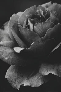 Roses Wall Art