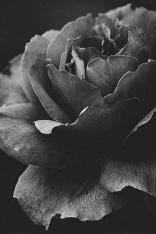 Roses Wall Art — wall art collection