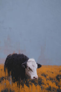 Angus Cow Wall Art