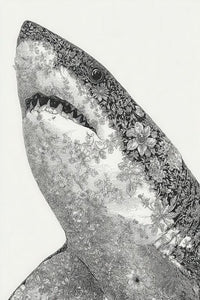 Bull Shark Wall Art