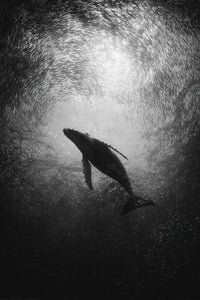 Whale Wall Art
