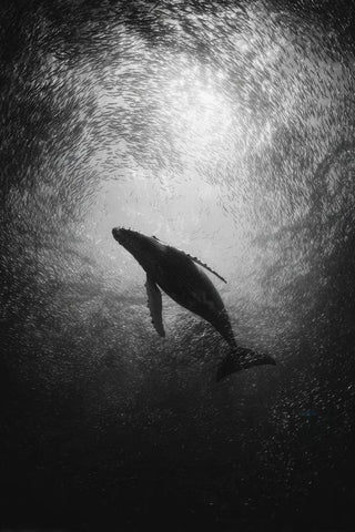 Whale Wall Art — wall art collection