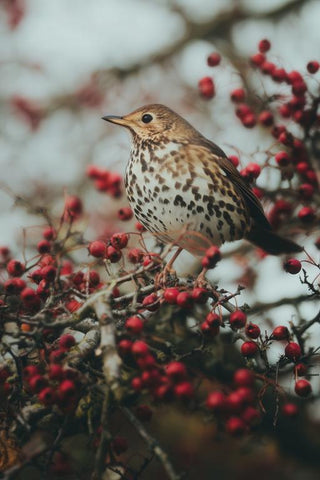 Thrush Wall Art — wall art collection