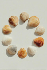 Seashell Wall Art