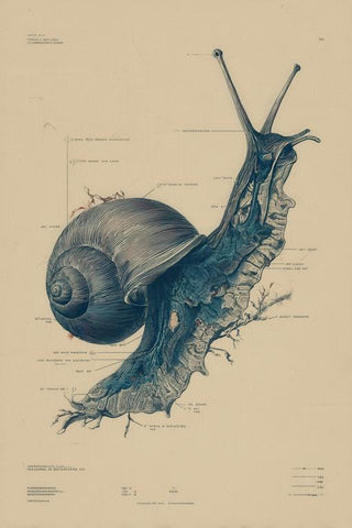Insects Wall Art — wall art collection