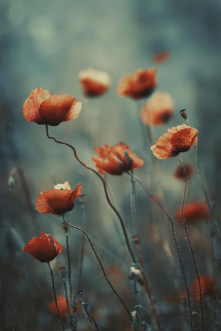 Poppies Wall Art — wall art collection
