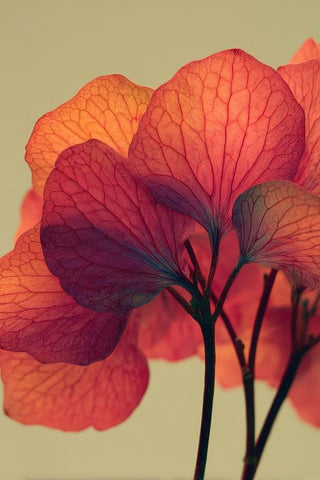 Hydrangea Wall Art — wall art collection