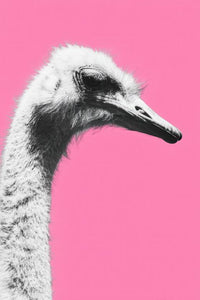 Ostrich Wall Art