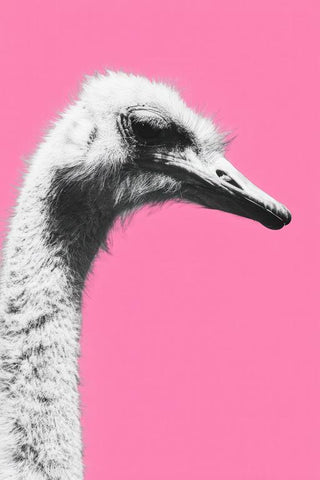 Ostrich Wall Art — wall art collection