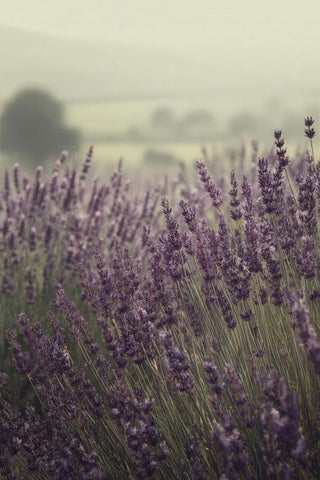 Lavender Field Wall Art — wall art collection