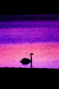 Swan Wall Art