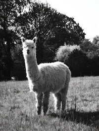 Alpaca Wall Art