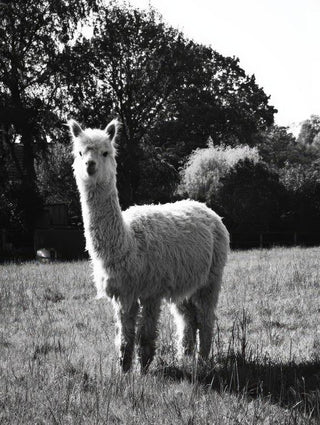 Alpaca Wall Art — wall art collection