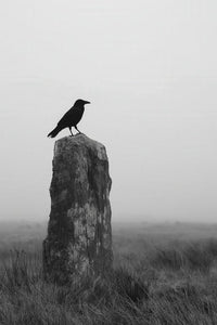 Crows And Ravens Wall Art