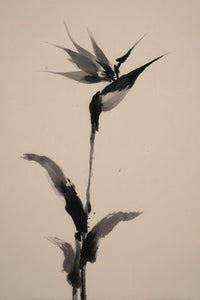 Birds Of Paradise Wall Art
