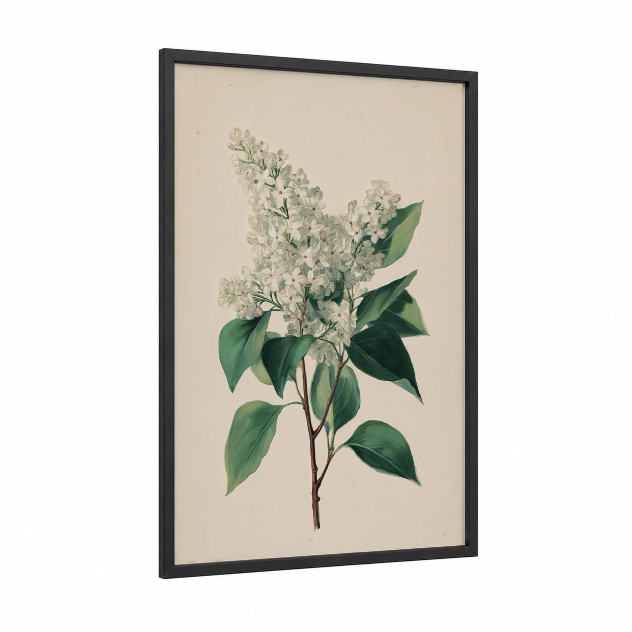 White Lilac Botanicals framed art print — black wood frame — cream and dark green palette