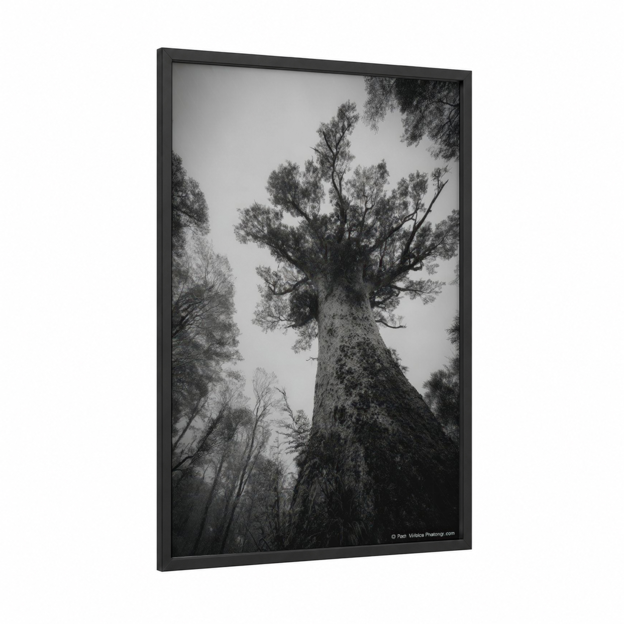 Misty Kauri Giant framed kauri tree print — black wood frame — black and white and gray palette