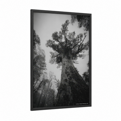 Misty Kauri Giant framed kauri tree print — black wood frame — black and white and gray palette
