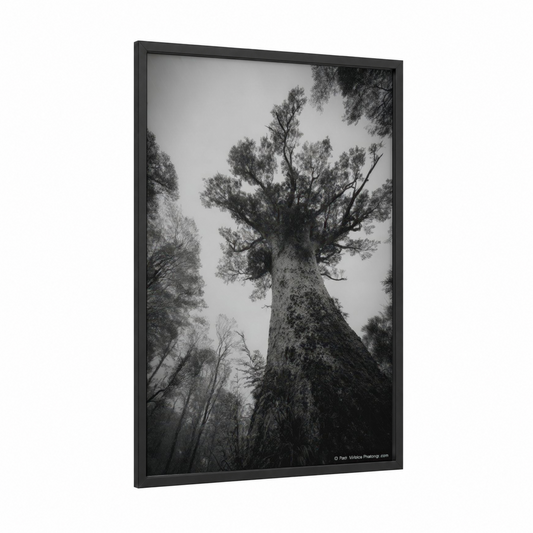 Misty Kauri Giant framed kauri tree print — black wood frame — black and white and gray palette