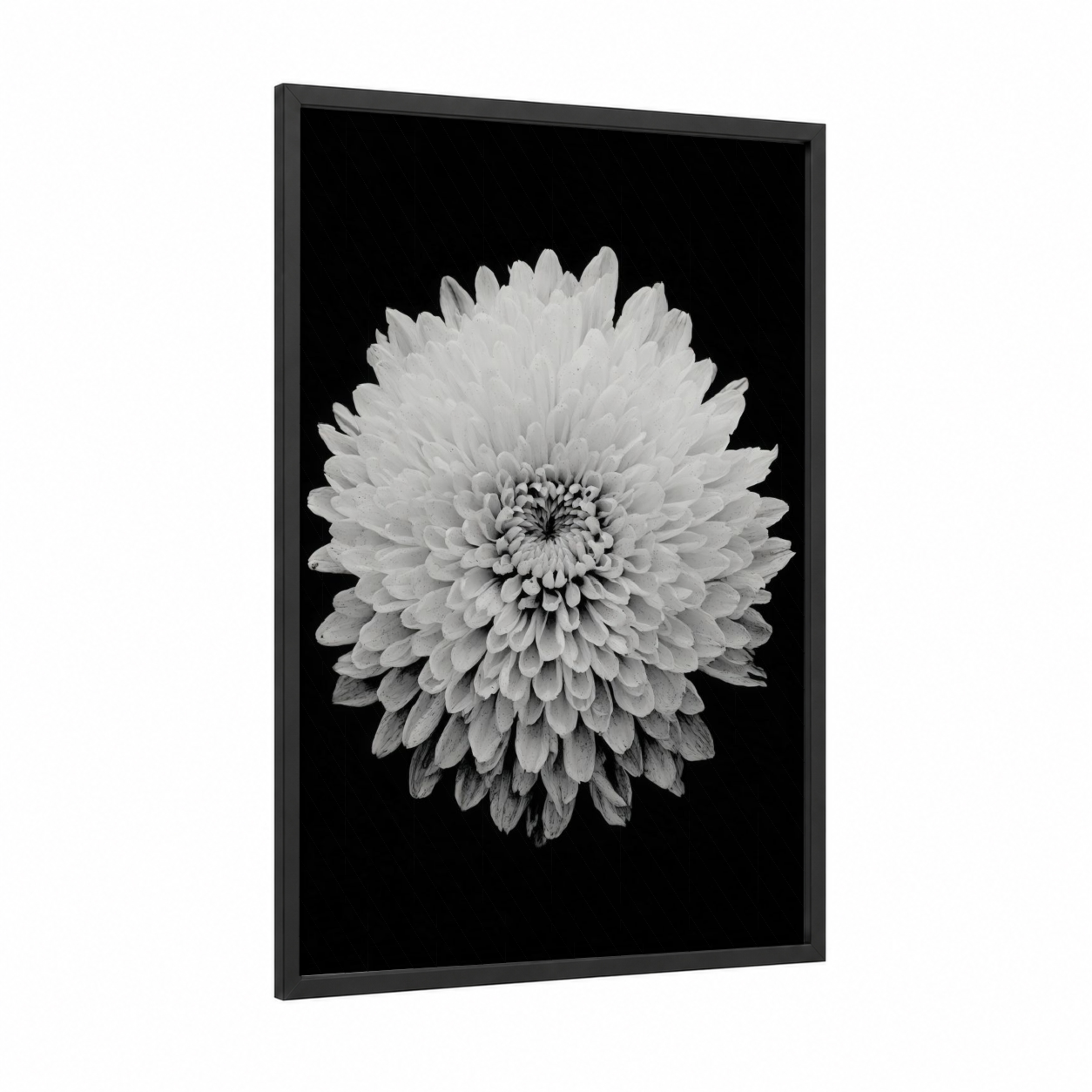 Monochrome Chrysanthemum framed art print — black wood frame — black and white palette