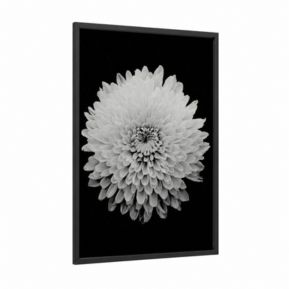 Monochrome Chrysanthemum framed art print — black wood frame — black and white palette