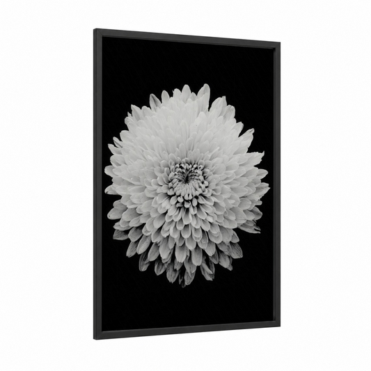 Monochrome Chrysanthemum framed art print — black wood frame — black and white palette