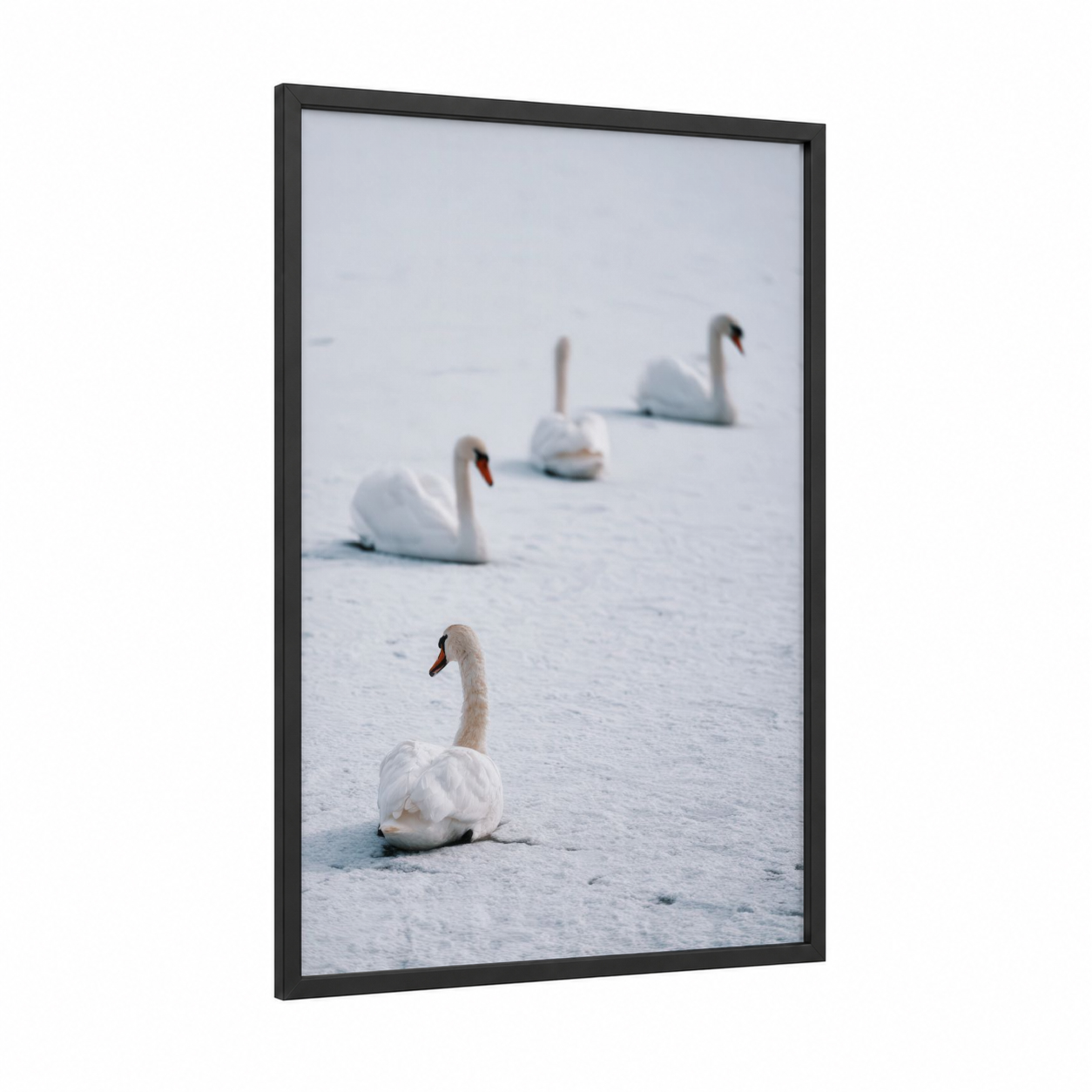 Snowy Swan Gathering framed art print — black wood frame — white and gray and white palette