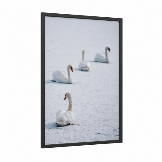 Snowy Swan Gathering framed art print — black wood frame — white and gray and white palette