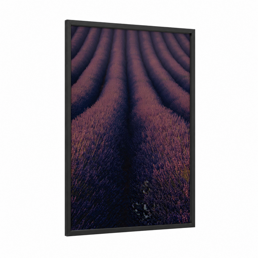 Purple Lavender Rows framed lavender field print — black wood frame — purple and blue palette