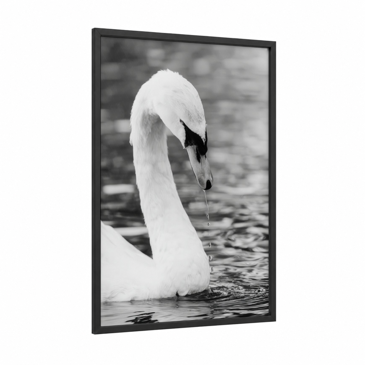 Graceful Swan Portrait framed art print — black wood frame — black and white and gray palette