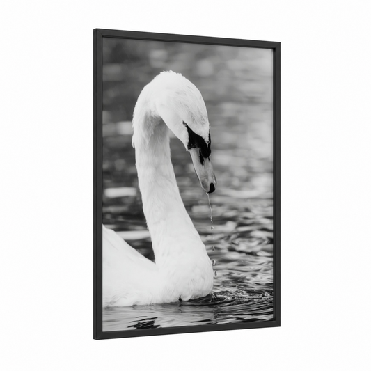 Graceful Swan Portrait framed art print — black wood frame — black and white and gray palette